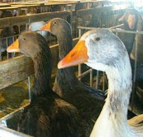 Foie Gras on the hoof.JPG